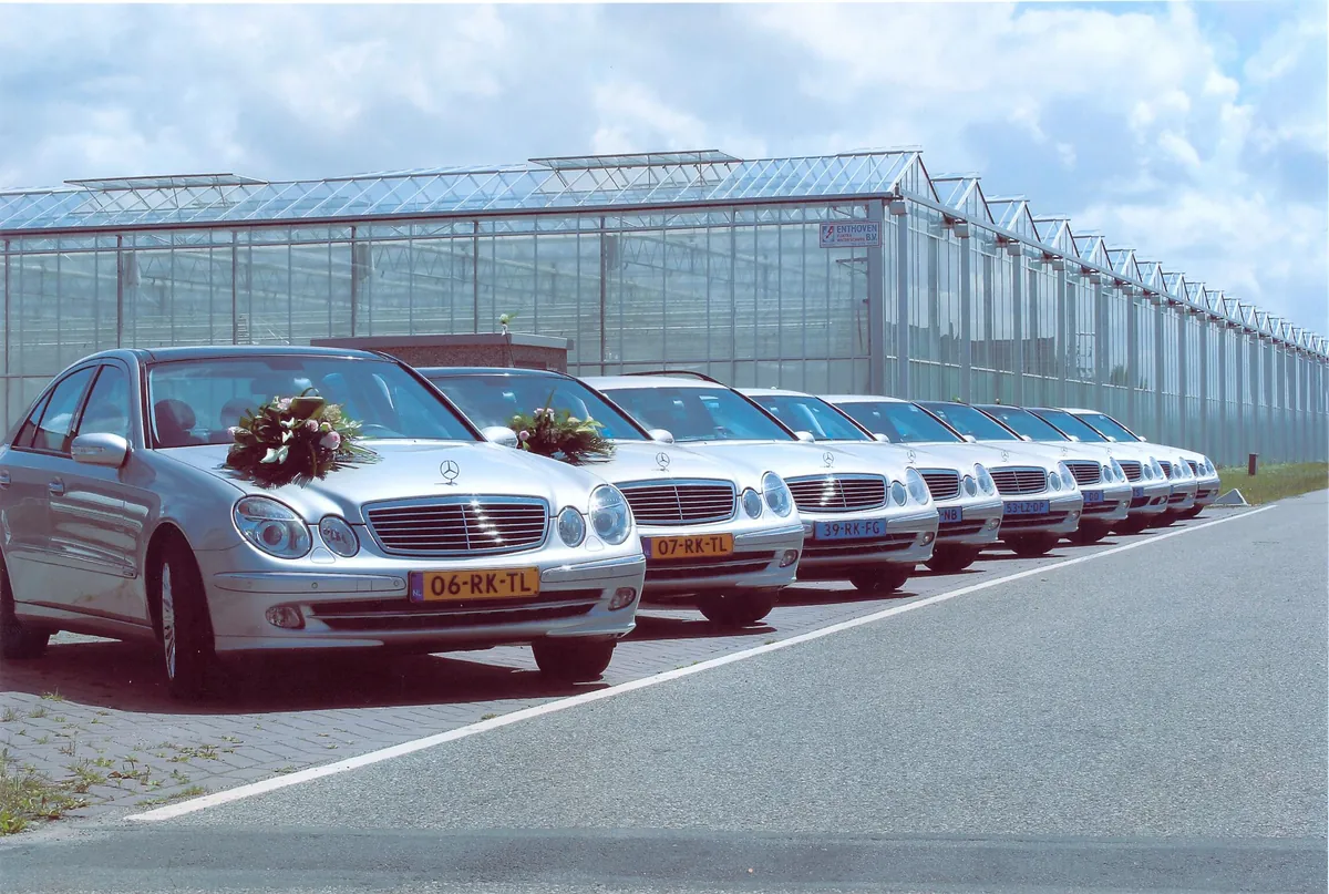 Archieffoto: een rij trouwauto's van De Roo met linten voor de Westlandse kassen